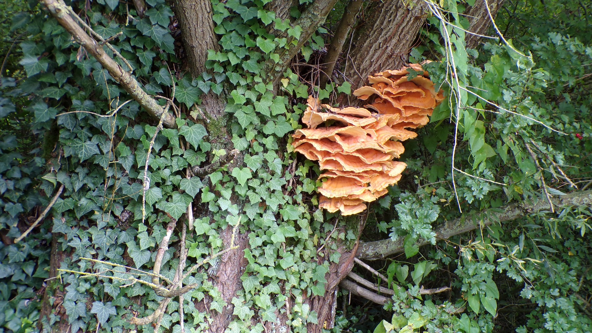 Bords de Sambre, Polypore-soufré 